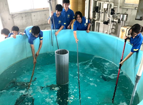 ヒラミレモン搾汁残渣を利用したフルーツ魚の開発