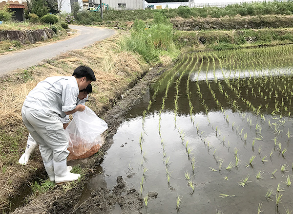 錦鯉廃棄稚魚を活用した 魚醤生産と鯉米栽培