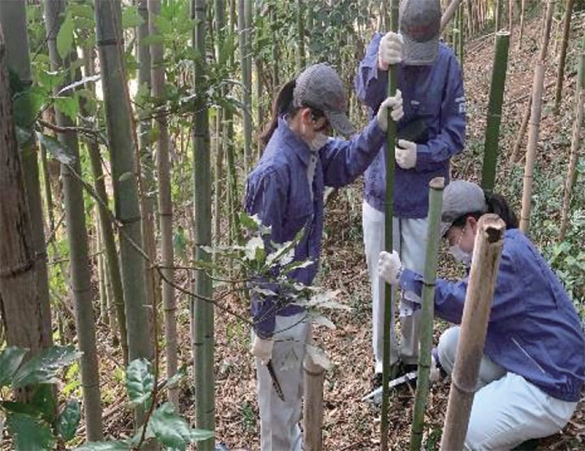 環境保全のための放置竹林削減 〜竹粉を使った平茸菌床栽培〜